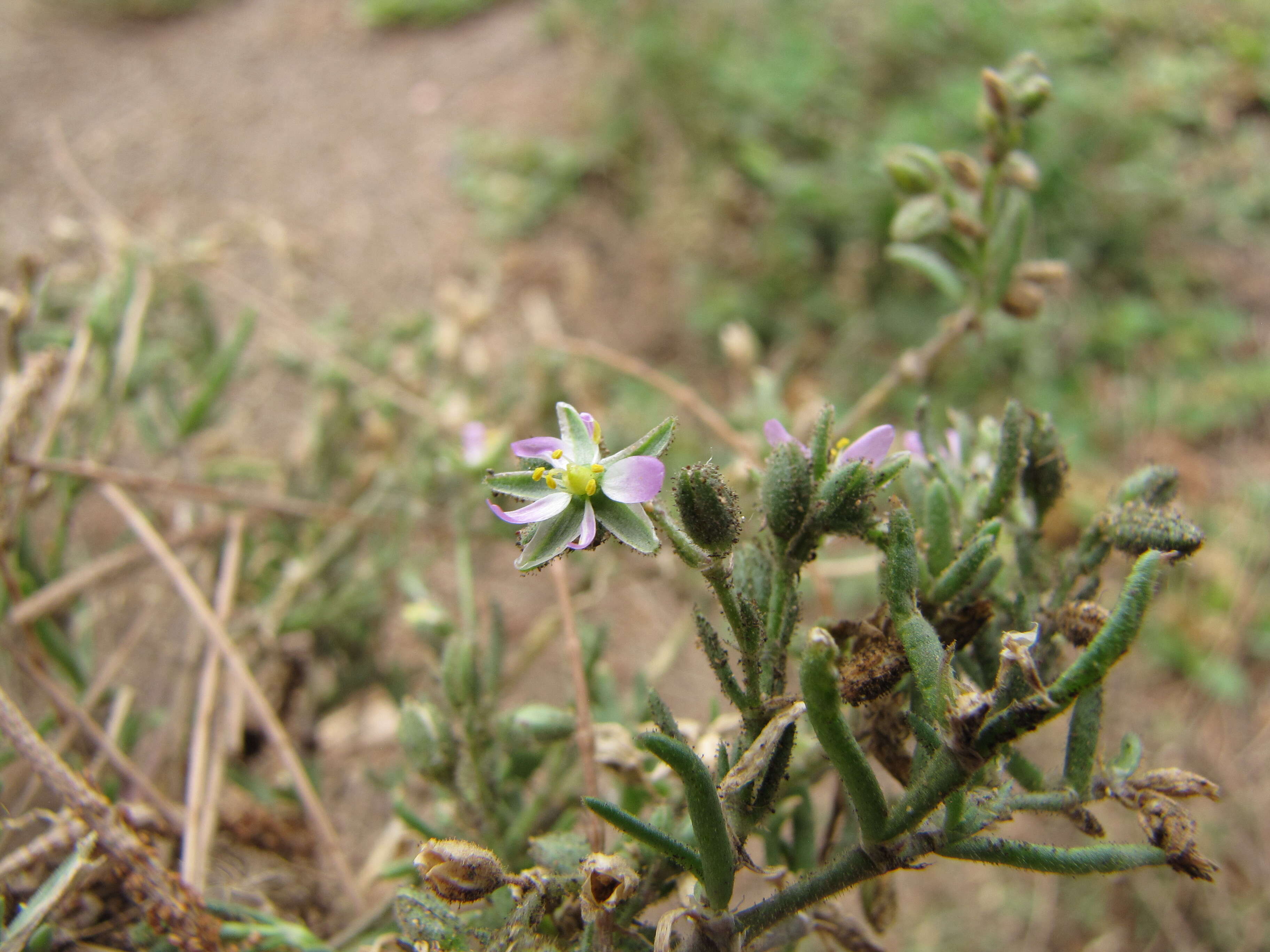 Image of Lesser Sea-spurrey