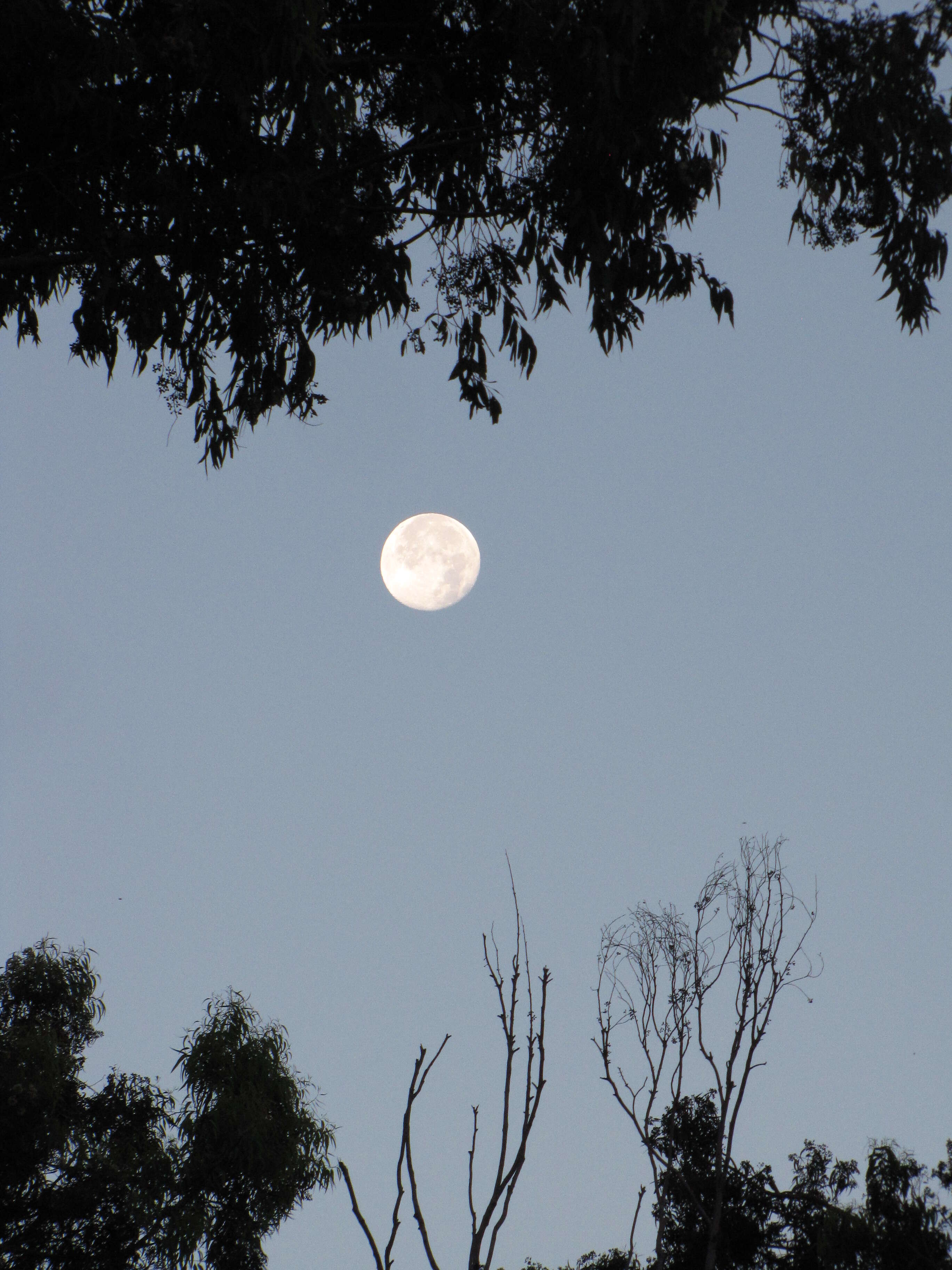 Imagem de Eucalyptus paniculata Sm.