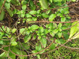 Image of cayenne porterweed