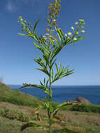 Image of Virginia pepperweed