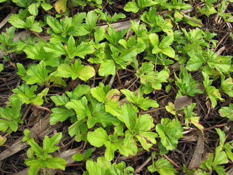 Image of Bay Biscayne creeping-oxeye