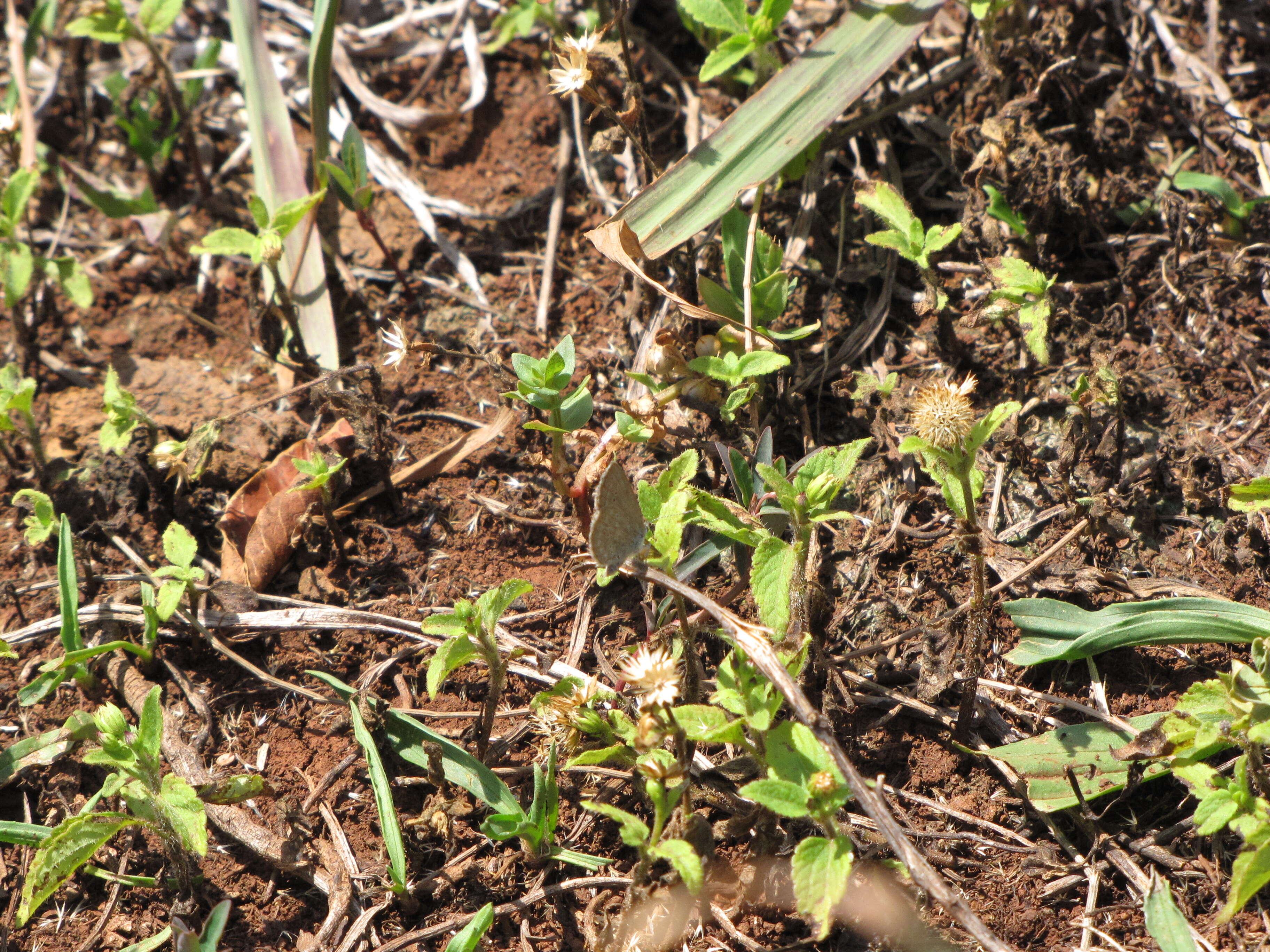 Imagem de Ageratum conyzoides L.