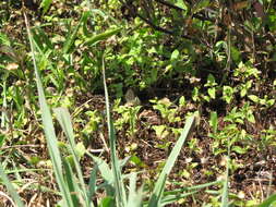 Image of tropical whiteweed