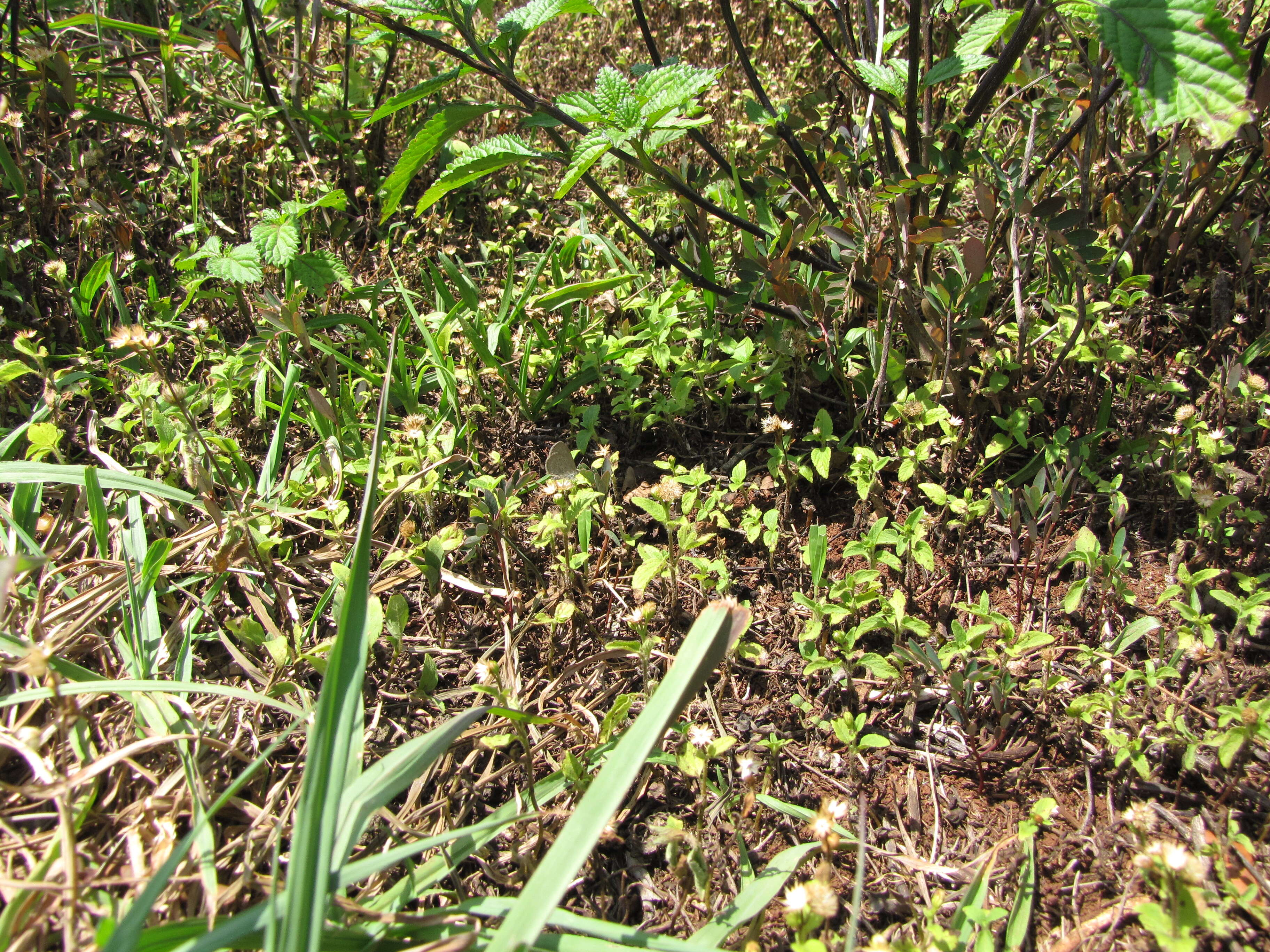 Image of tropical whiteweed