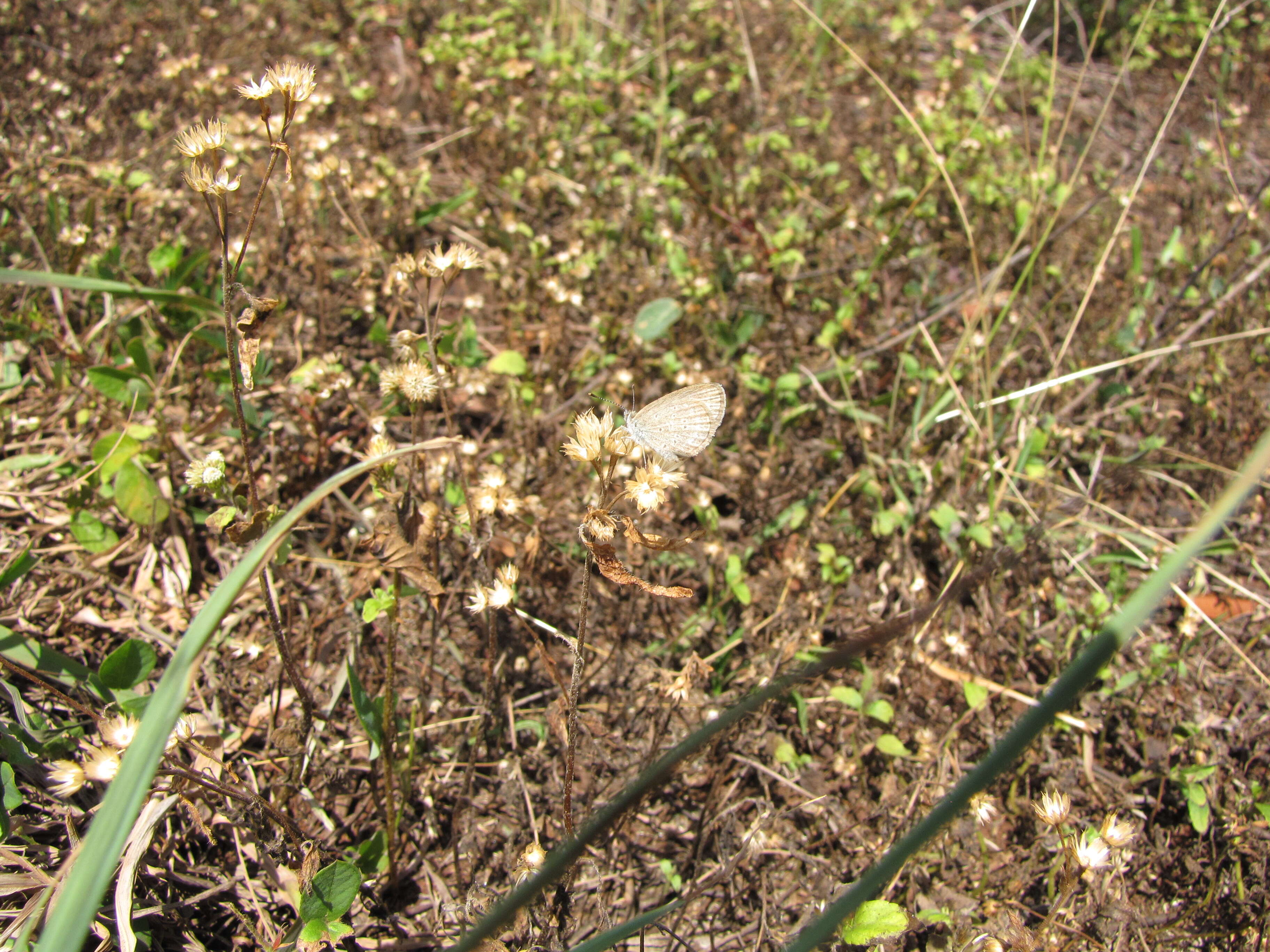 Image of tropical whiteweed