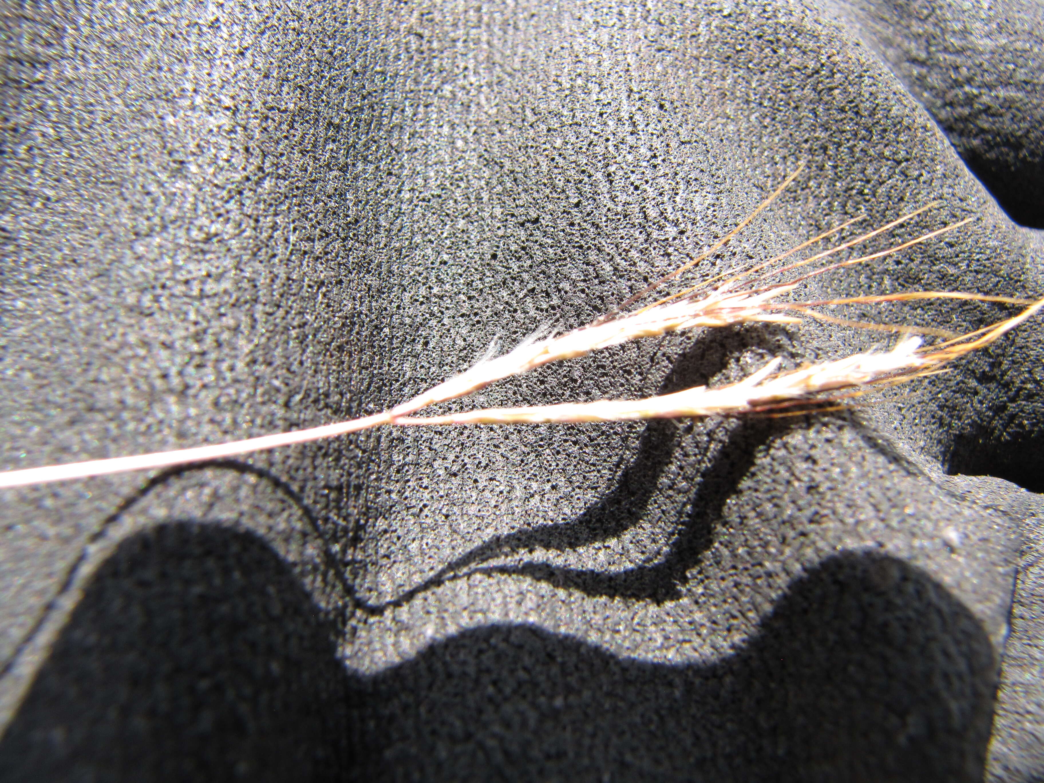 Image of pitted beardgrass