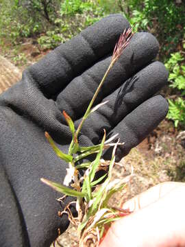 Image of pitted beardgrass