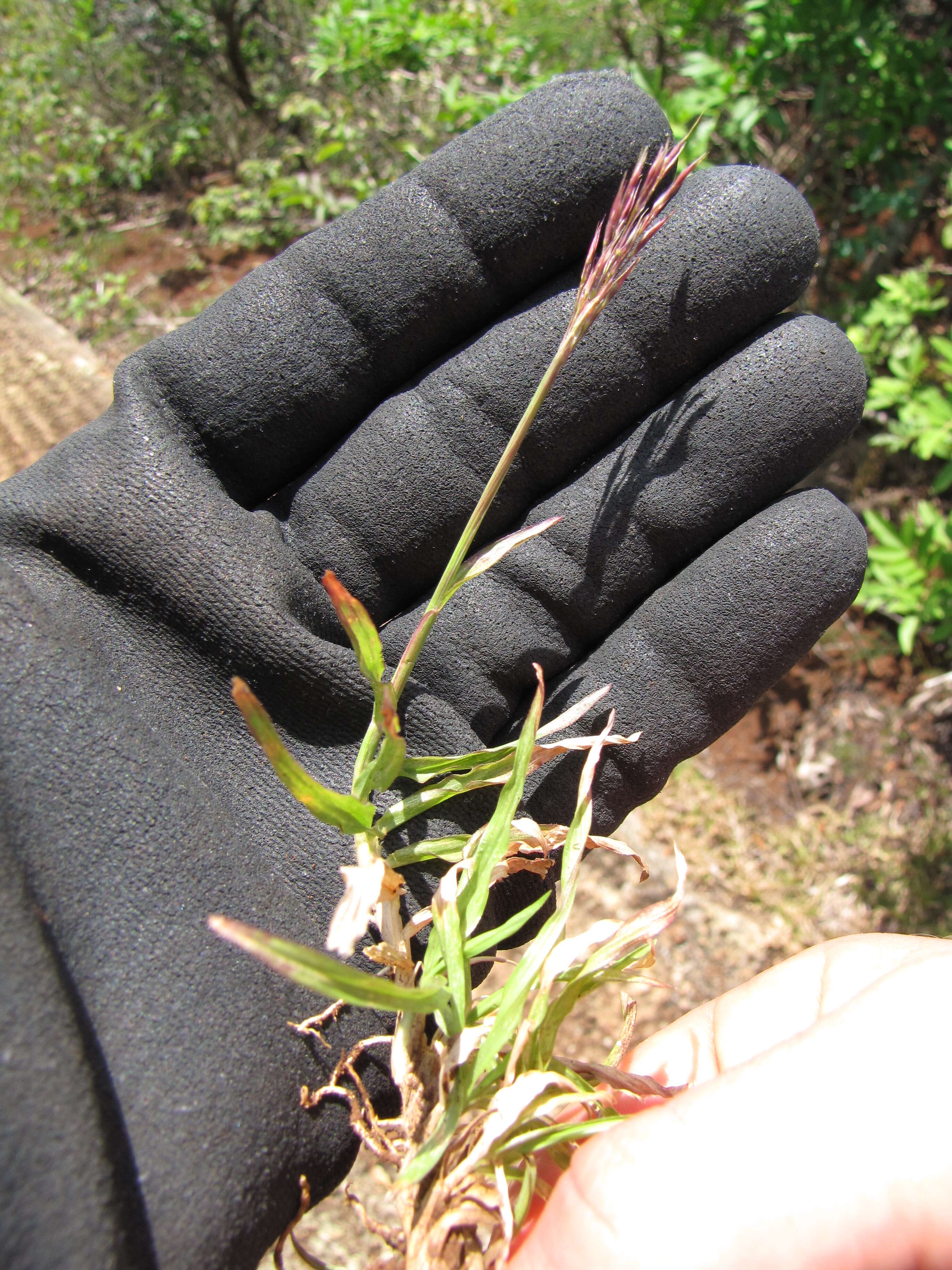 صورة Bothriochloa pertusa (L.) A. Camus