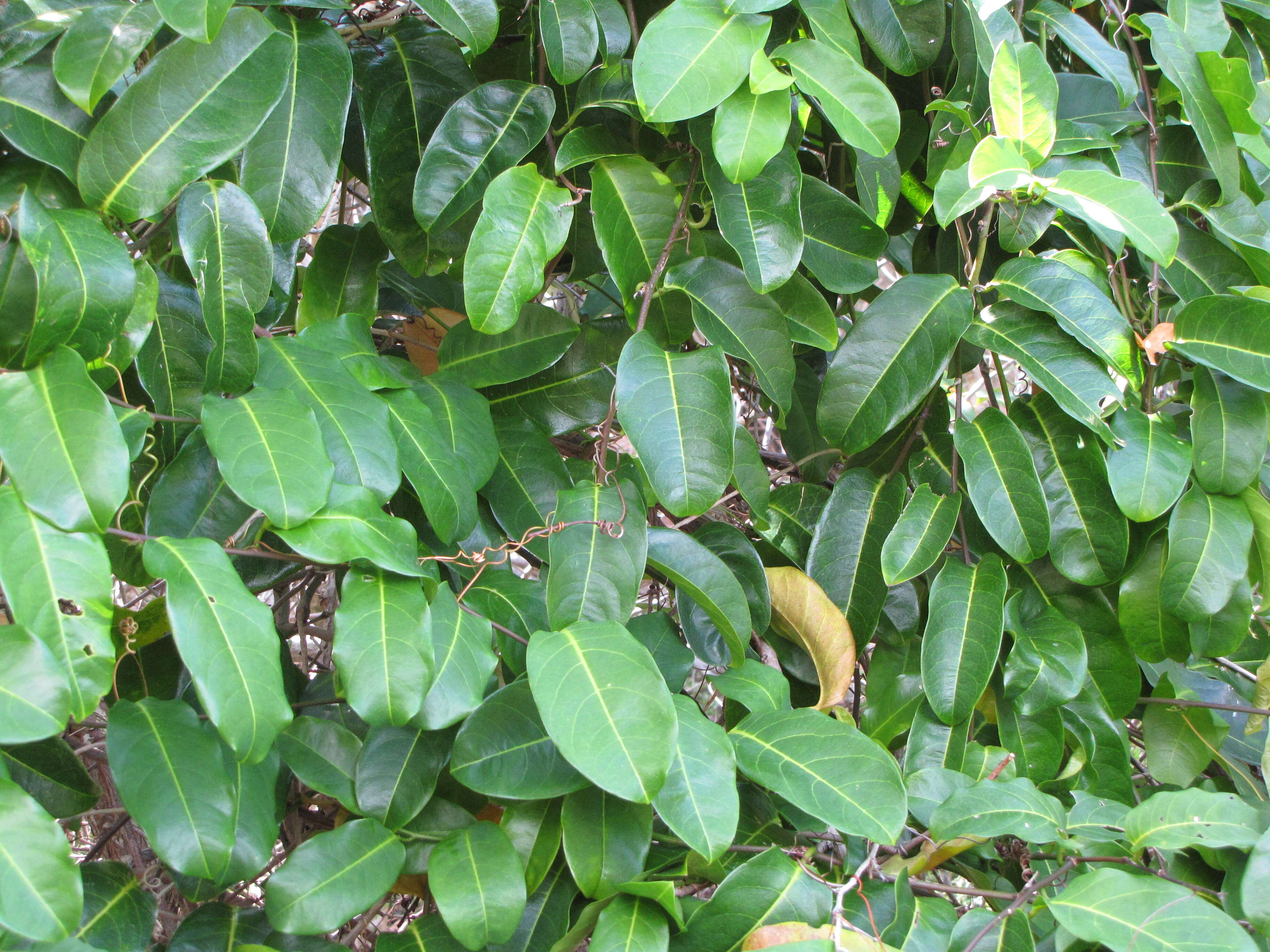 Sivun Passiflora laurifolia L. kuva