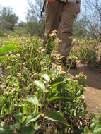 Image of common wireweed