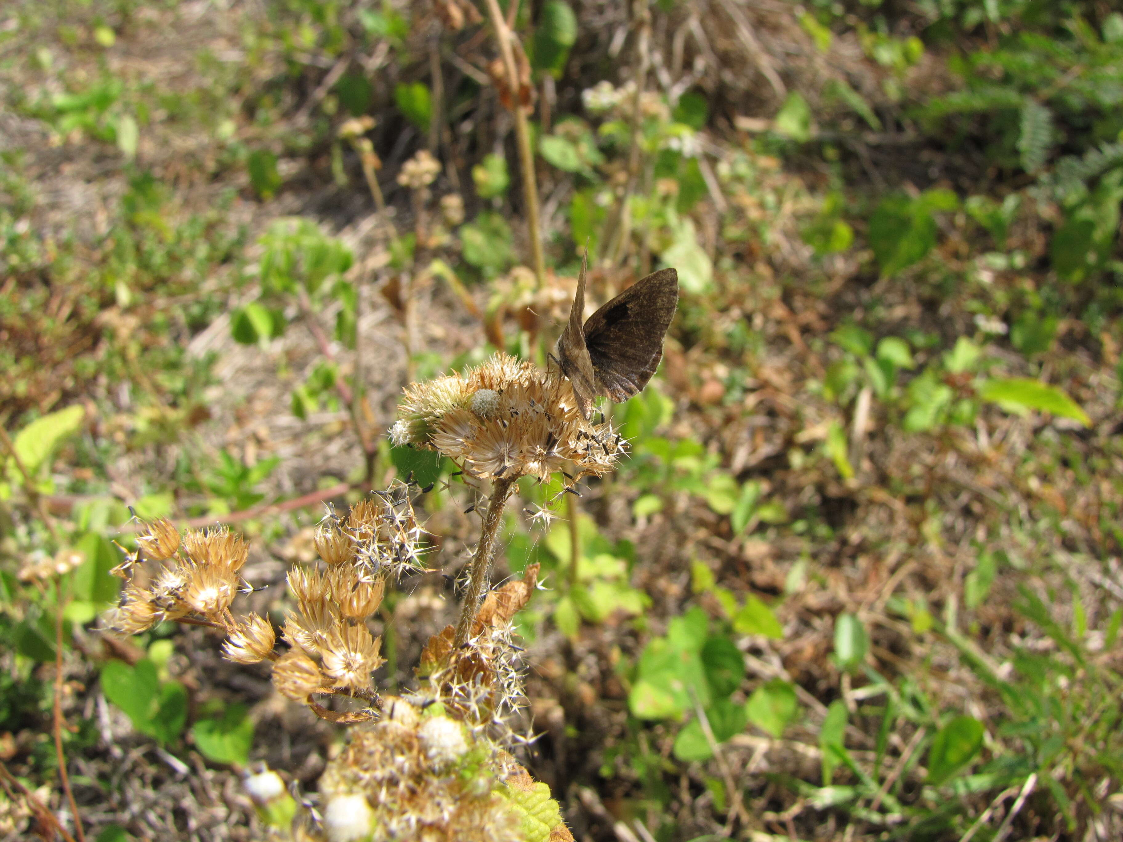 Image of tropical whiteweed