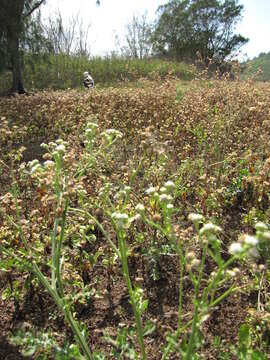 Image of Santa Maria feverfew