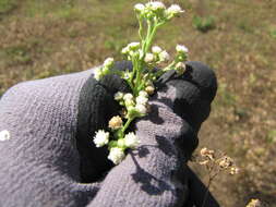 Image of Santa Maria feverfew