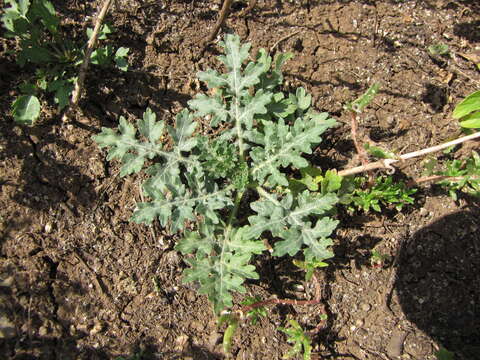 Image of Santa Maria feverfew