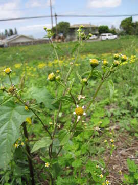 Galinsoga parviflora Cav. resmi