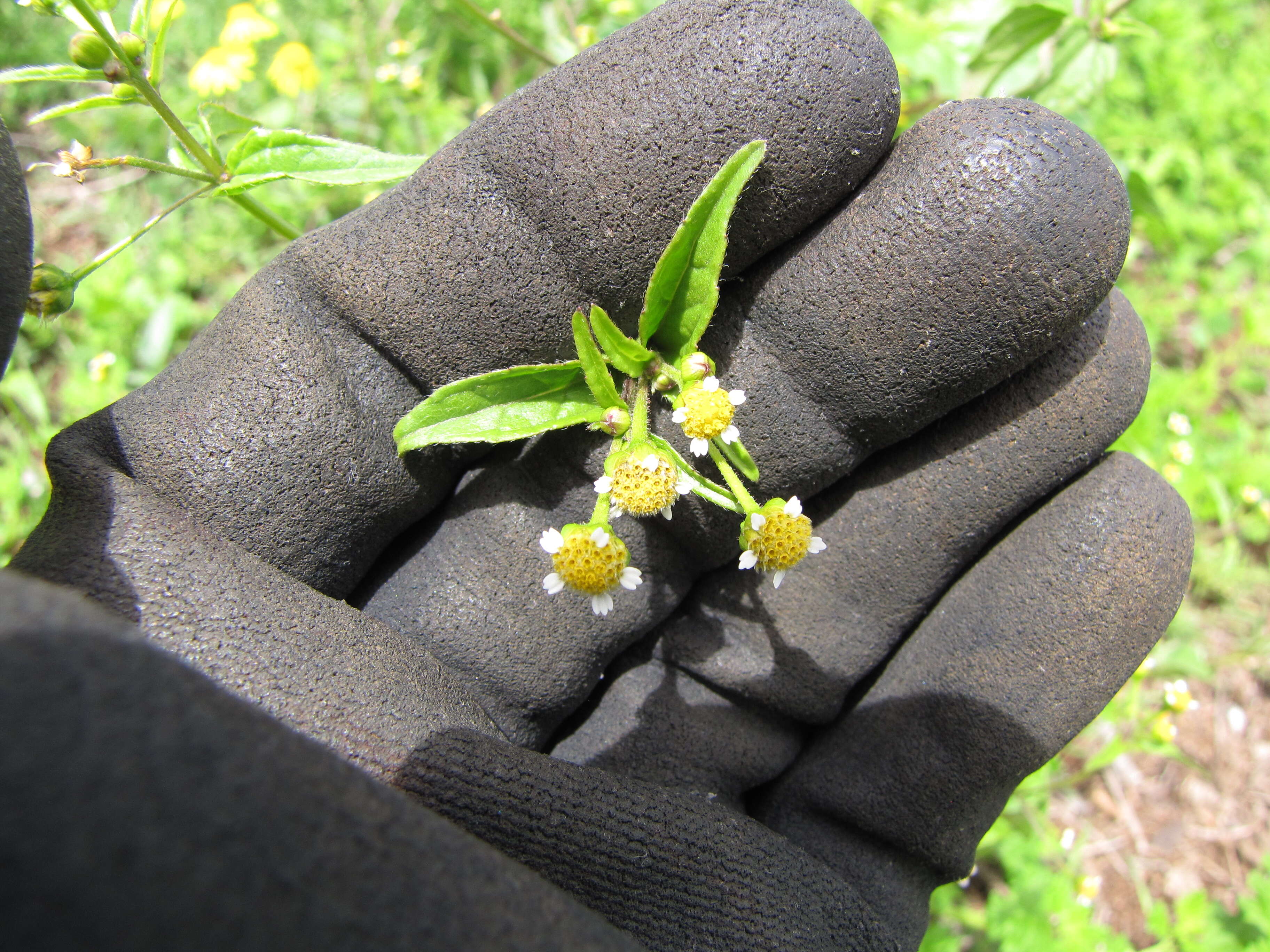 Galinsoga parviflora Cav. resmi