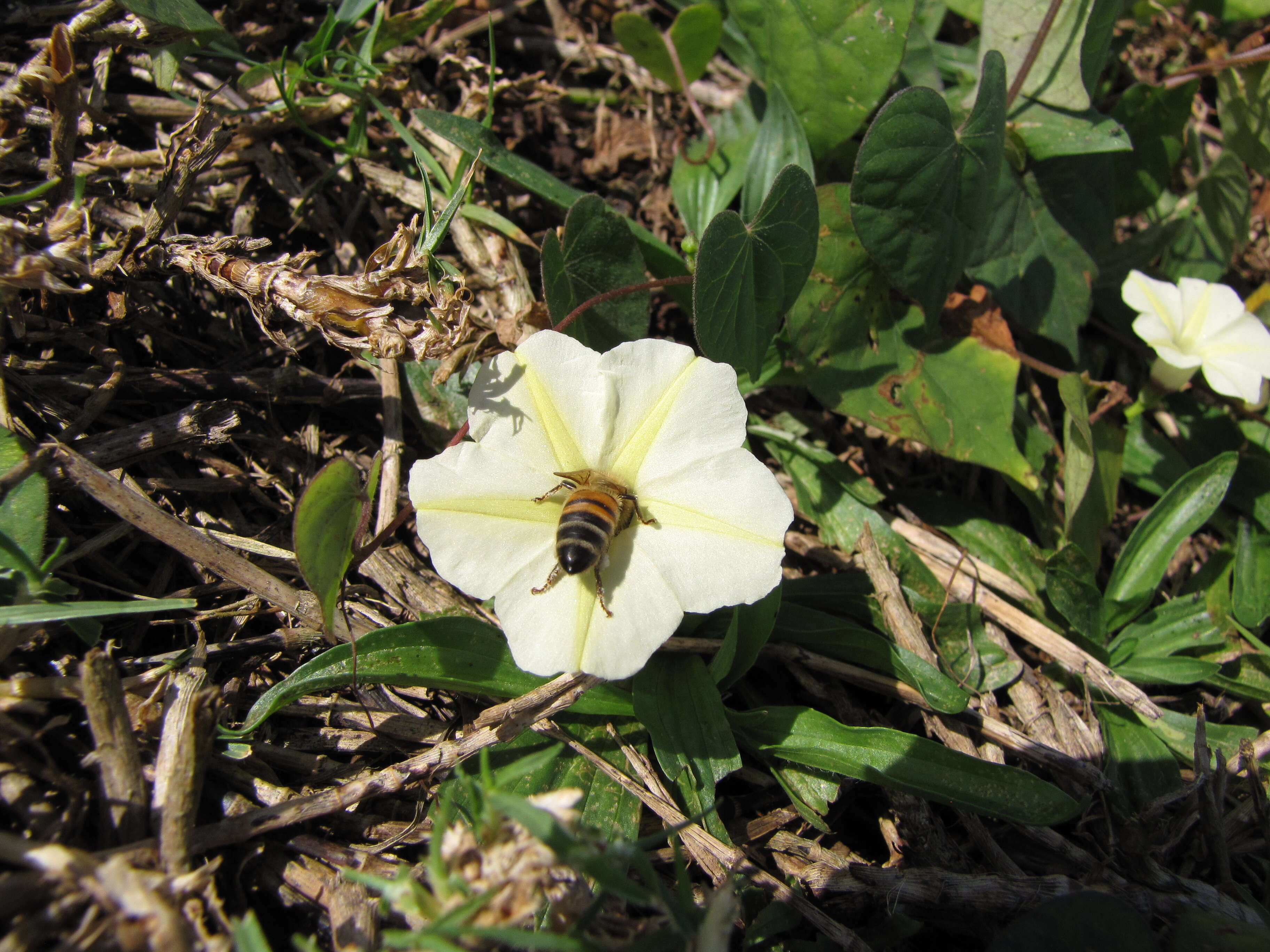 Image of Obscure Morning Glory