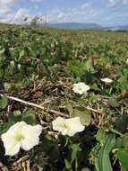 Image of Obscure Morning Glory