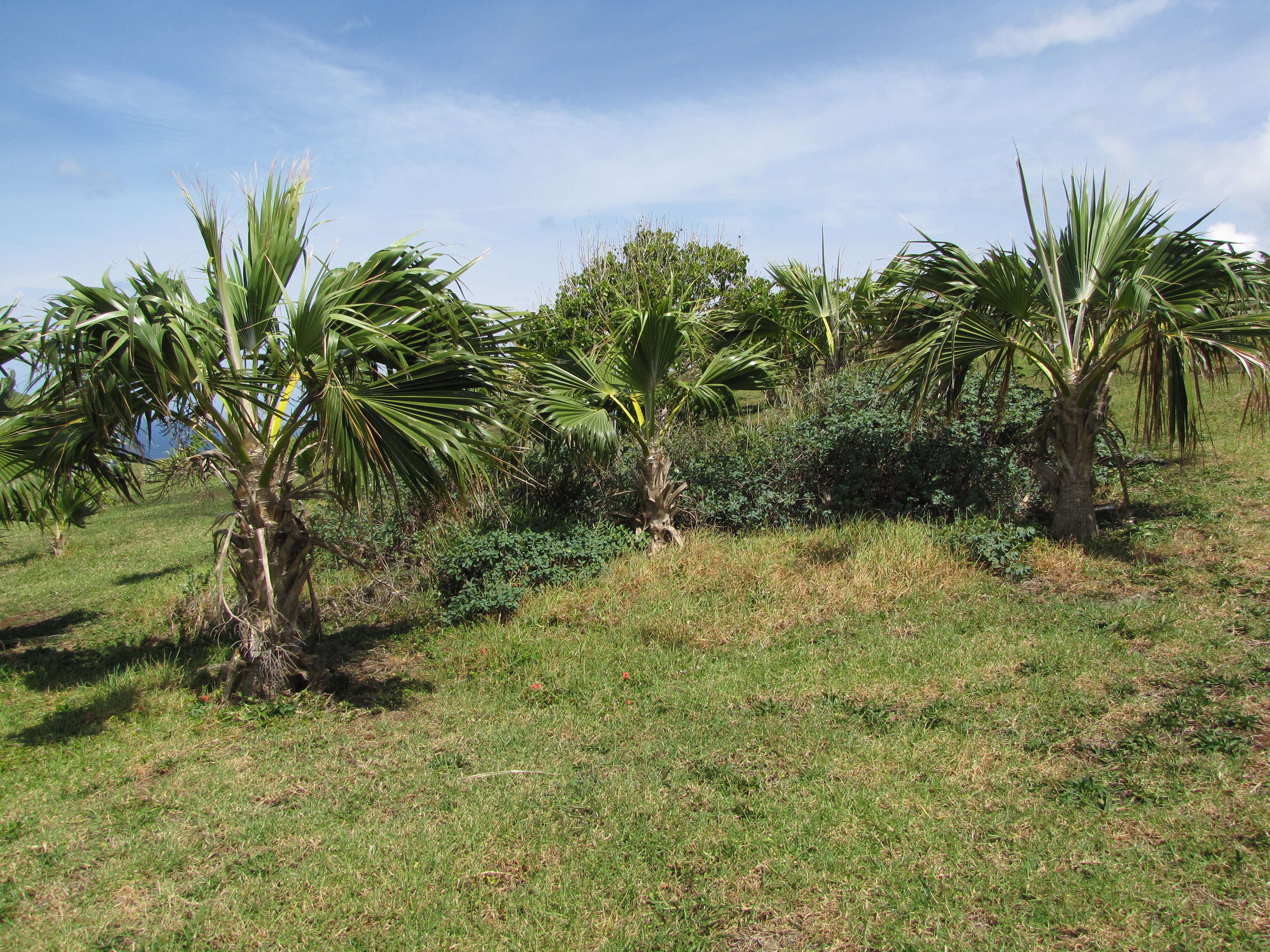 Pritchardia remota (Kuntze) Becc.的圖片