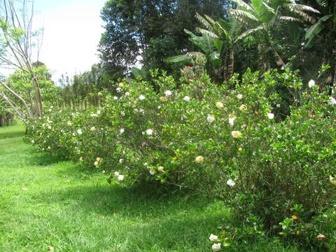 Image of Cape jasmine