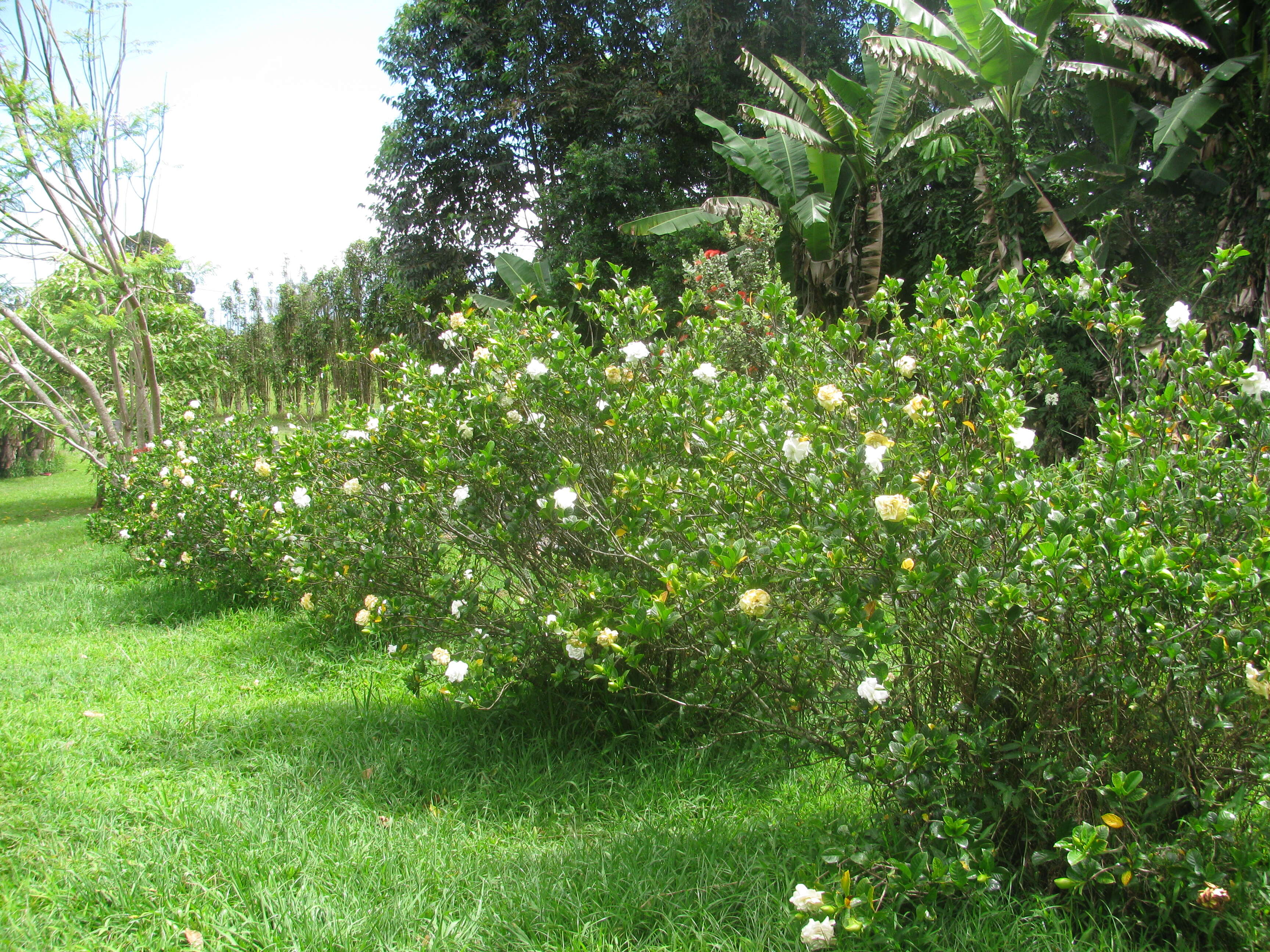 Image of Cape jasmine