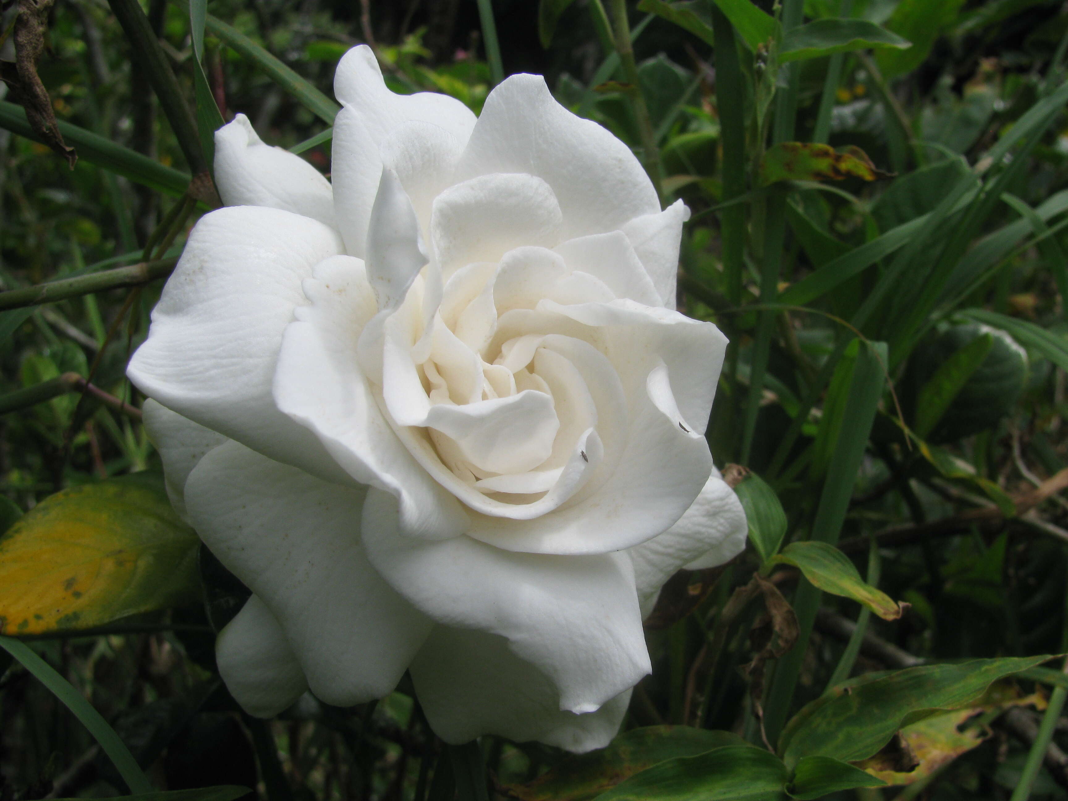 Image of Cape jasmine