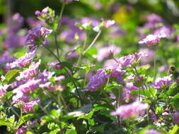 Image of trailing shrubverbena