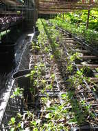 Image of trailing shrubverbena