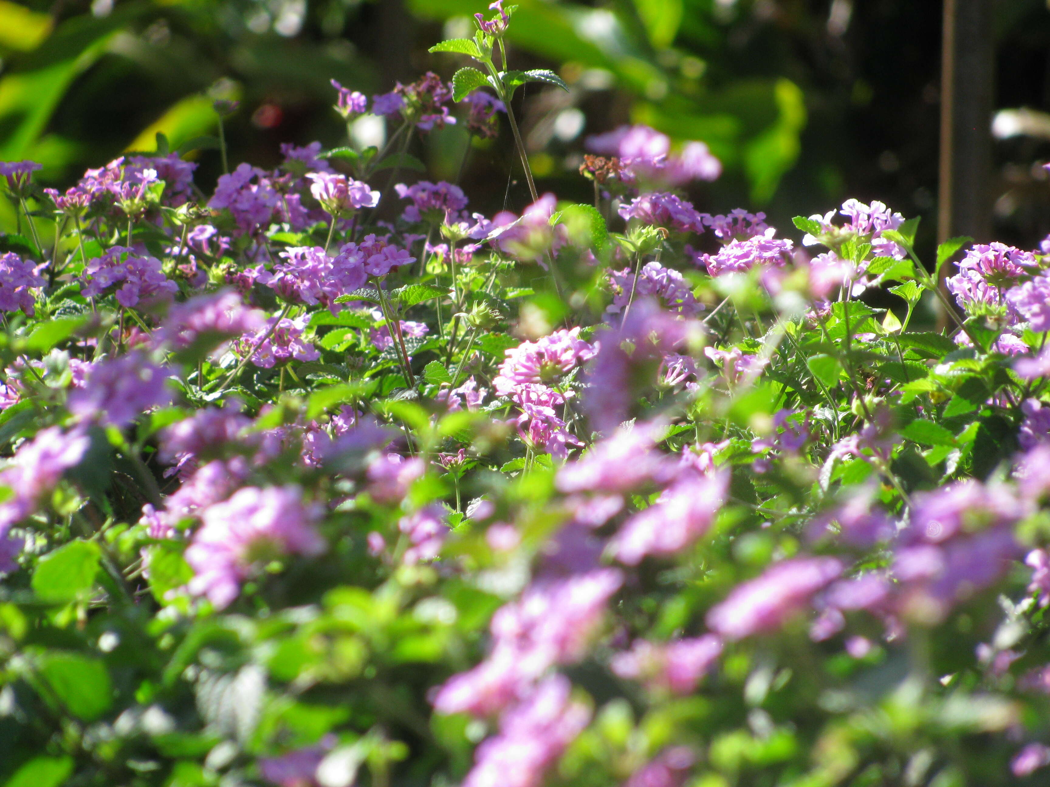 Image of trailing shrubverbena