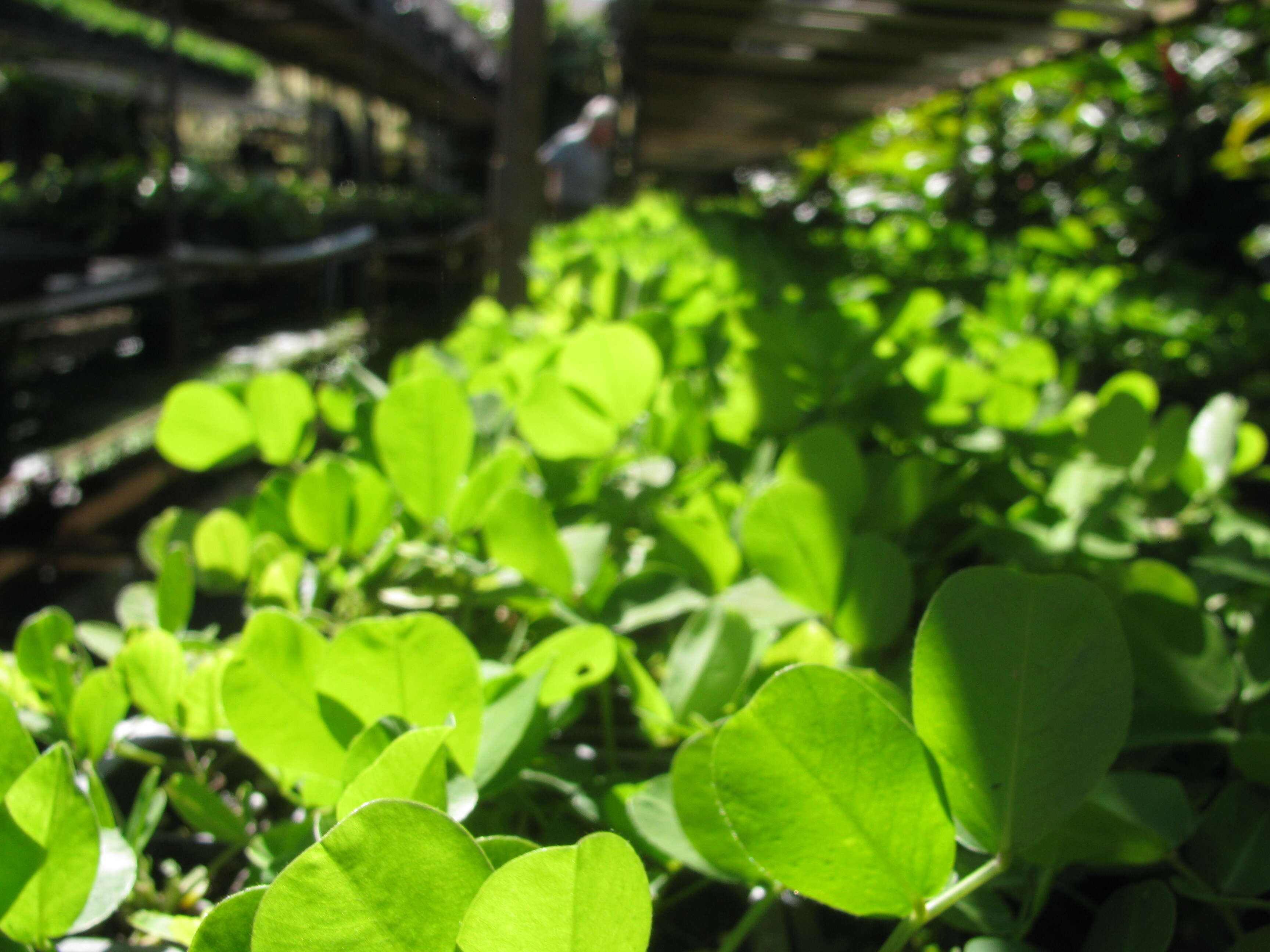 Image of pinto peanut