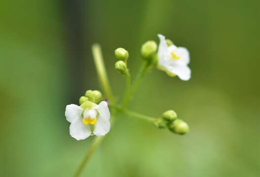 Image of balloon vine