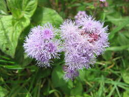 Imagem de Ageratum houstonianum Mill.