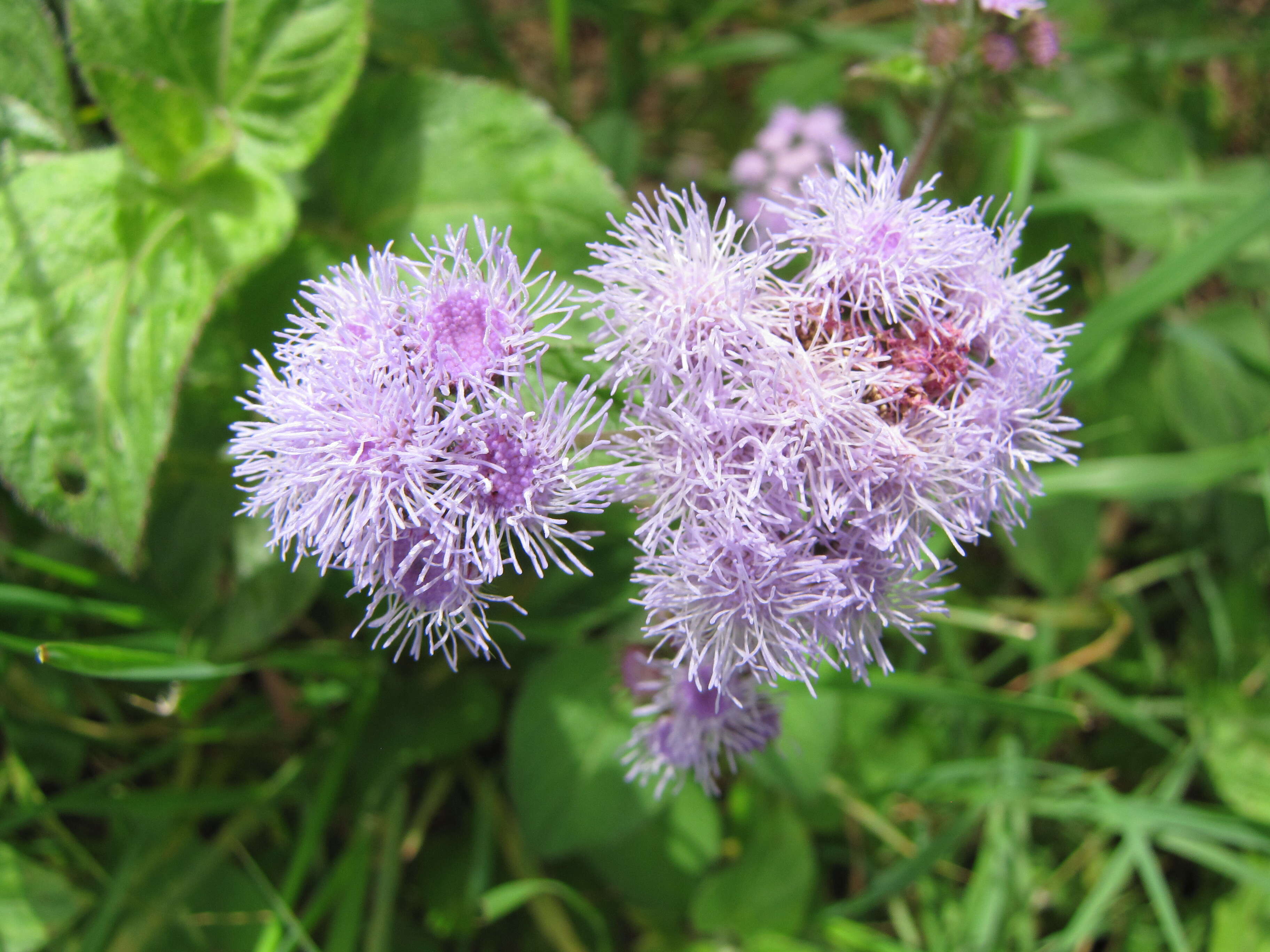 Imagem de Ageratum houstonianum Mill.