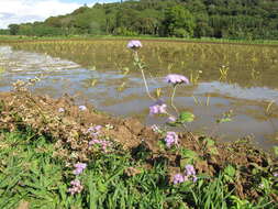 Imagem de Ageratum houstonianum Mill.