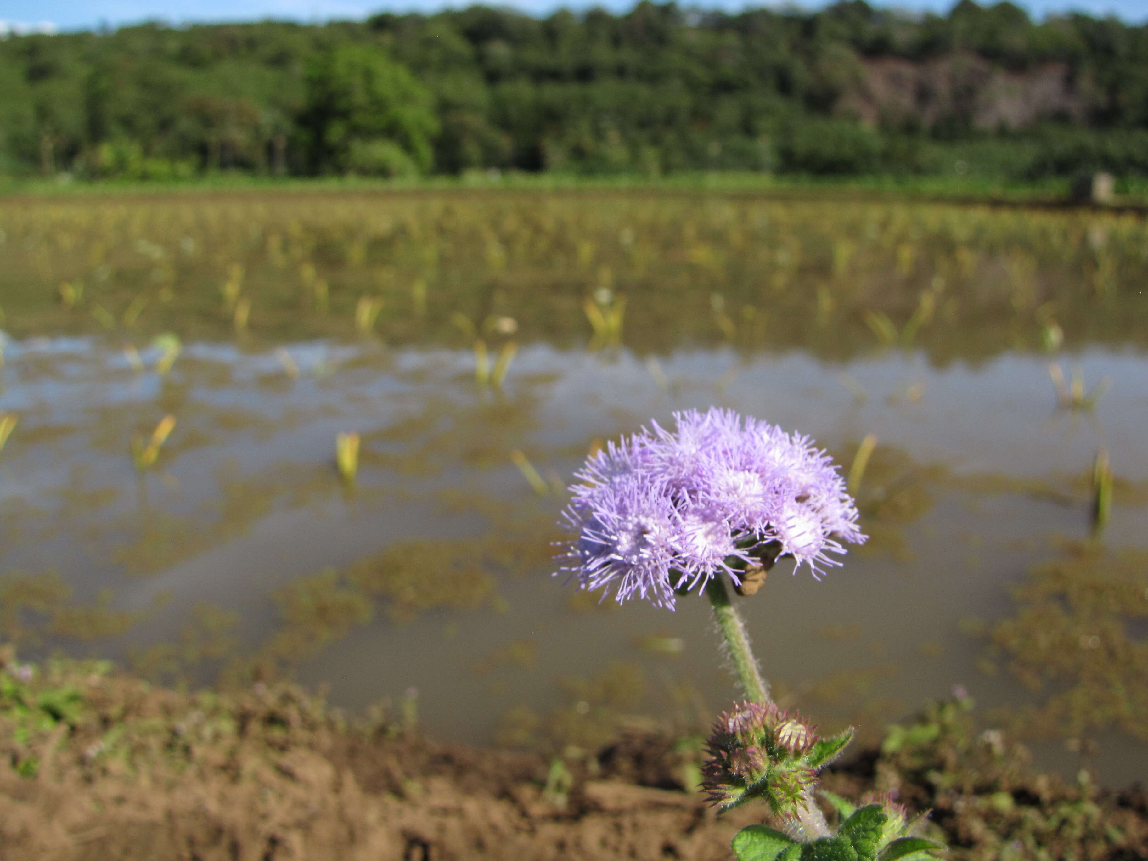 Imagem de Ageratum houstonianum Mill.