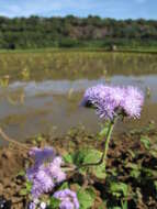 Imagem de Ageratum houstonianum Mill.