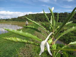 Image of hippobroma