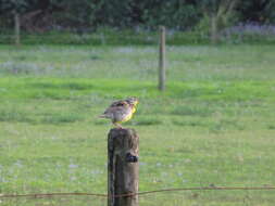 Image of Western Meadowlark