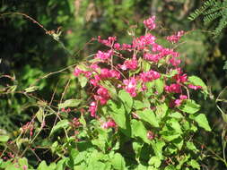 Image of antigonon