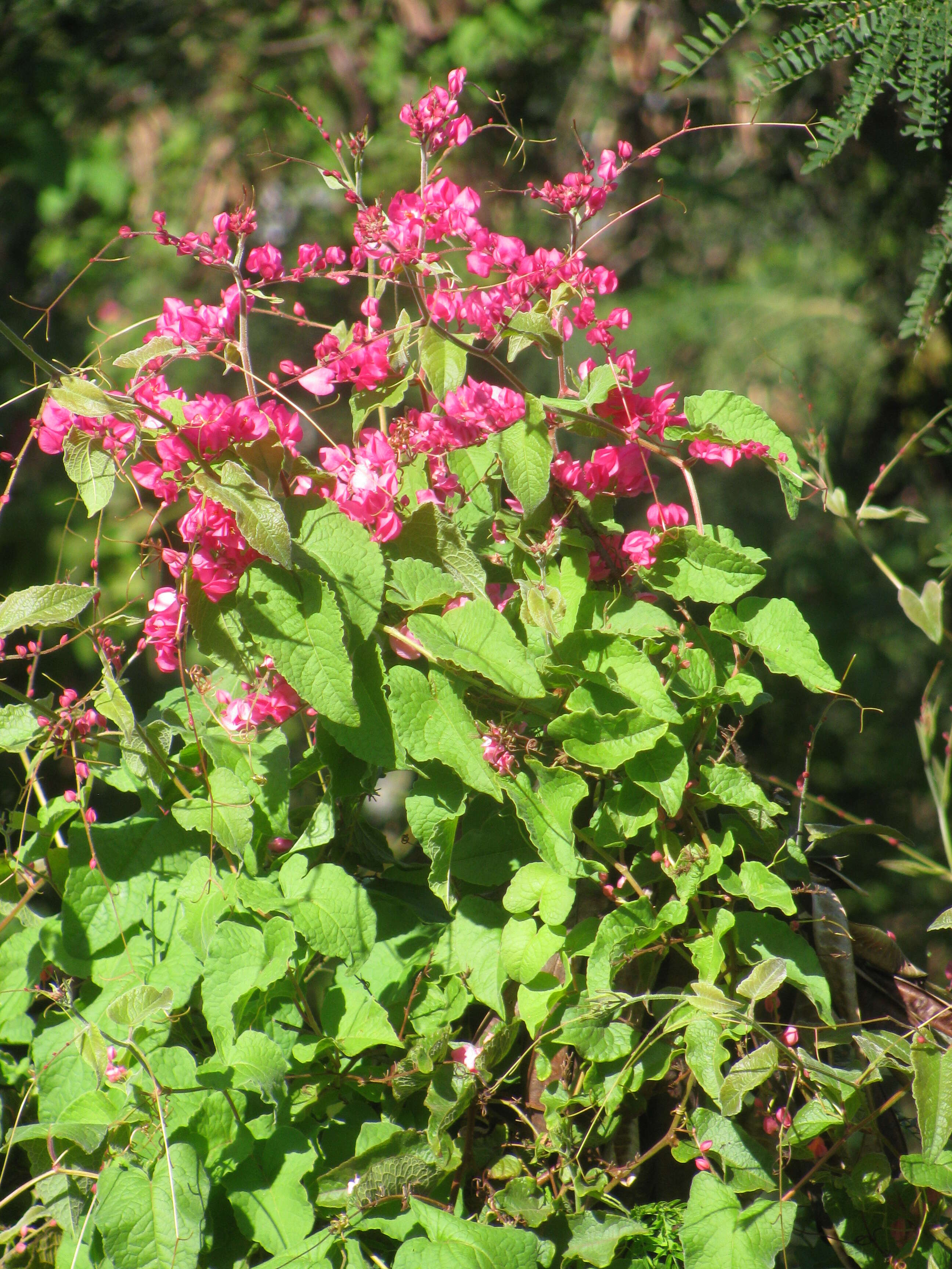 Image of antigonon