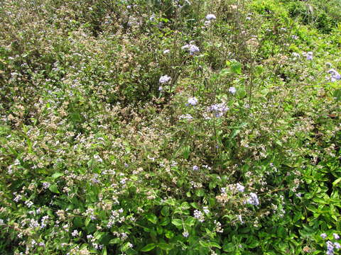 Imagem de Ageratum houstonianum Mill.