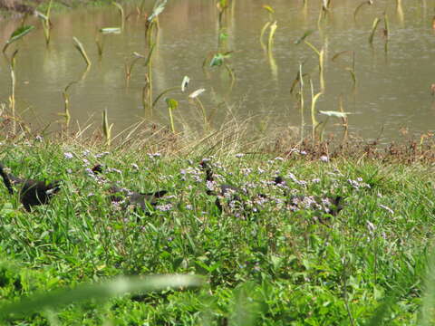 Imagem de Ageratum houstonianum Mill.