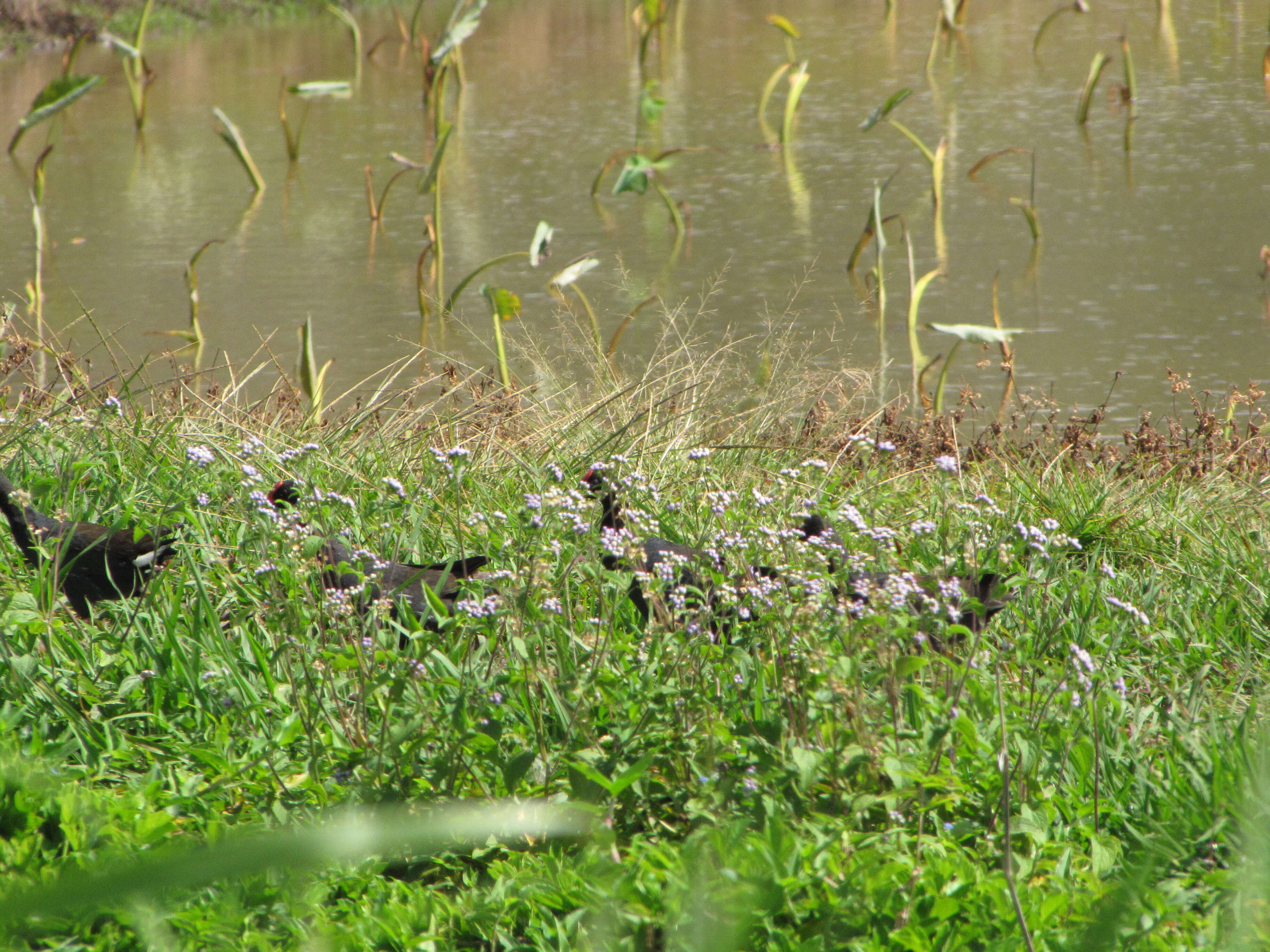 Imagem de Ageratum houstonianum Mill.