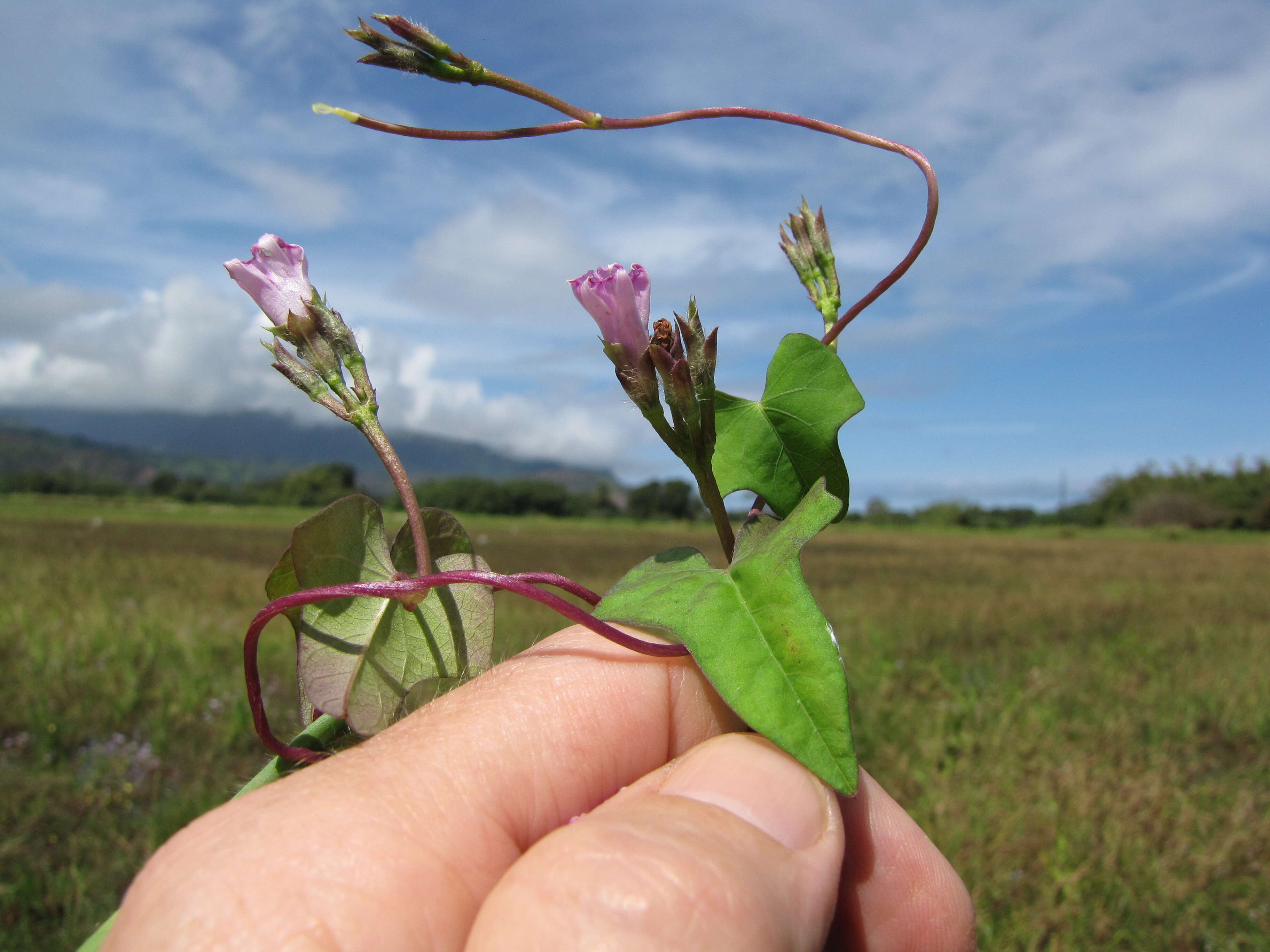 Plancia ëd Ipomoea triloba L.