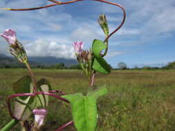 Plancia ëd Ipomoea triloba L.