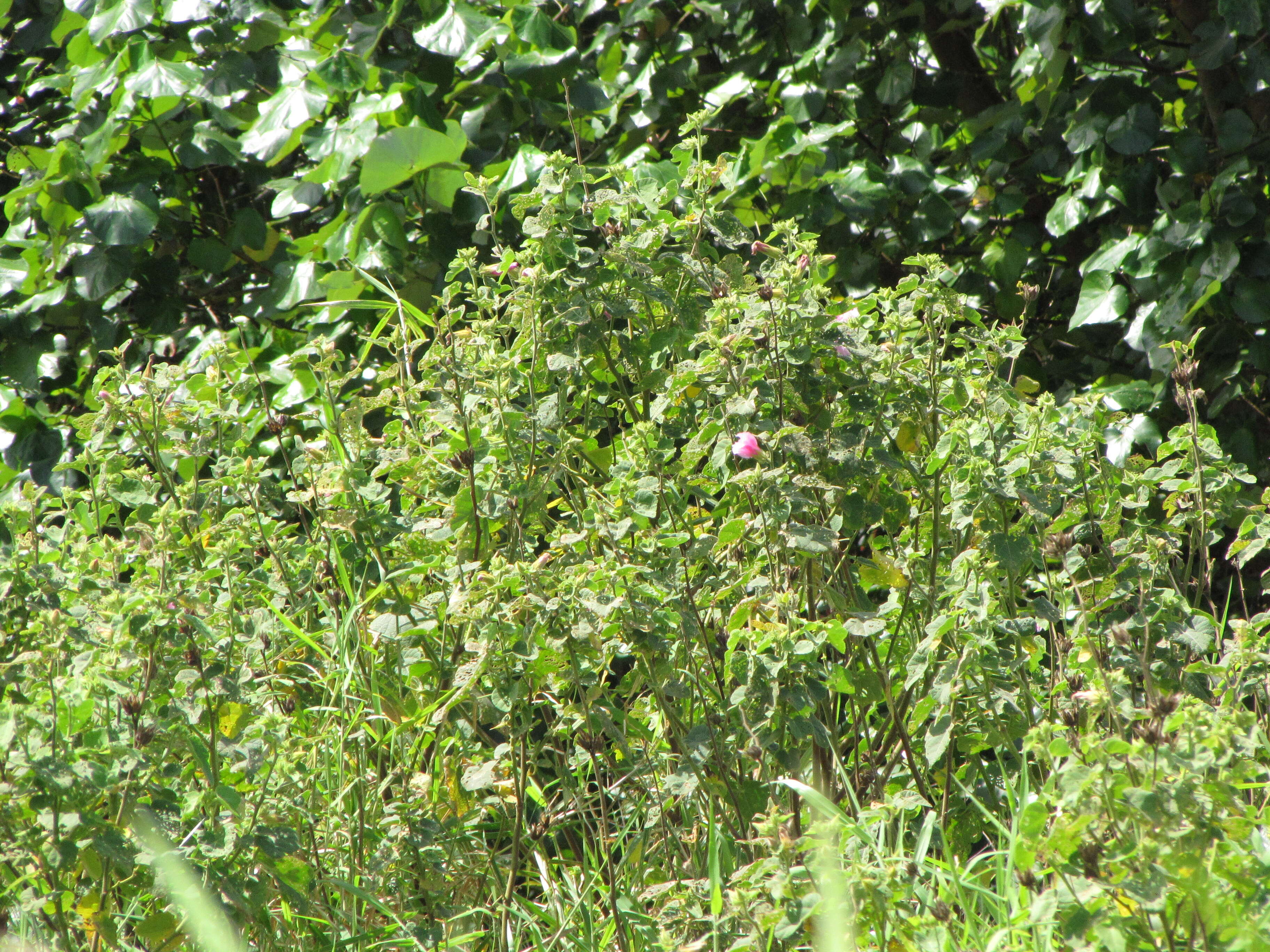 Image of lindenleaf rosemallow