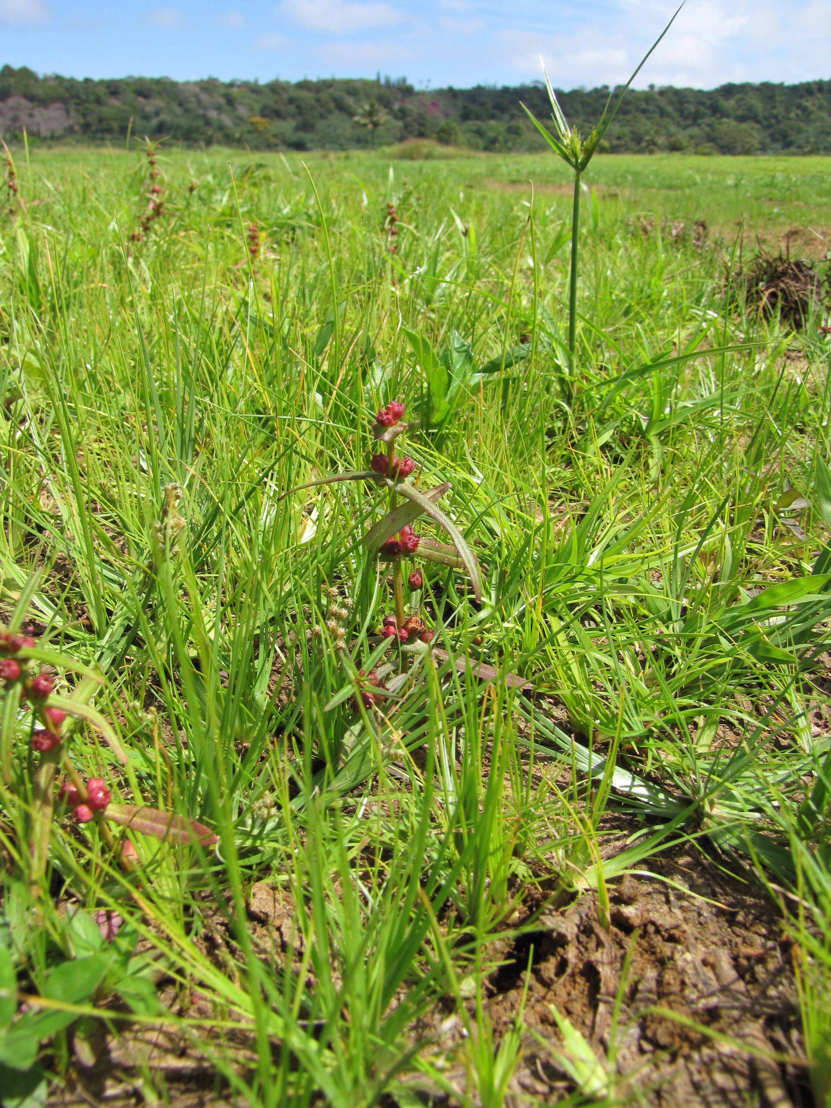 صورة Ammannia coccinea Rottb.