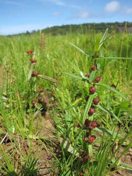 Image of valley redstem