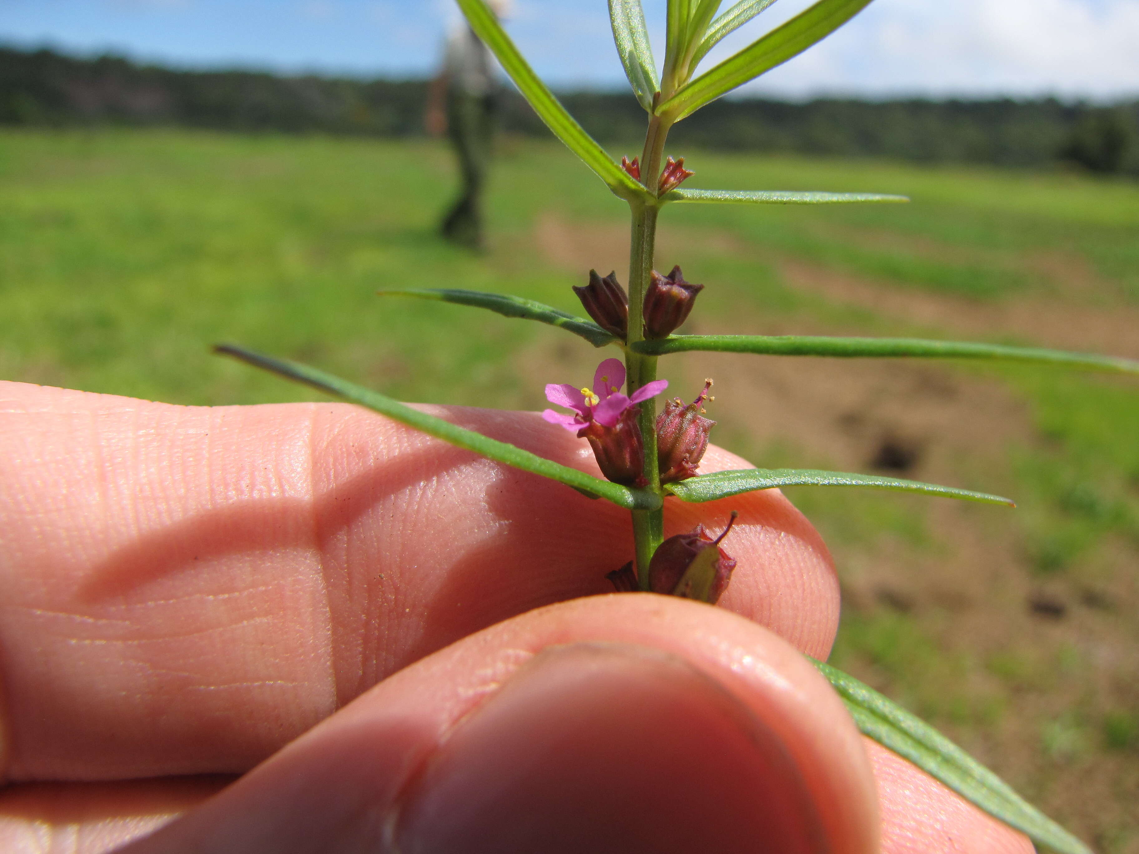 صورة Ammannia coccinea Rottb.