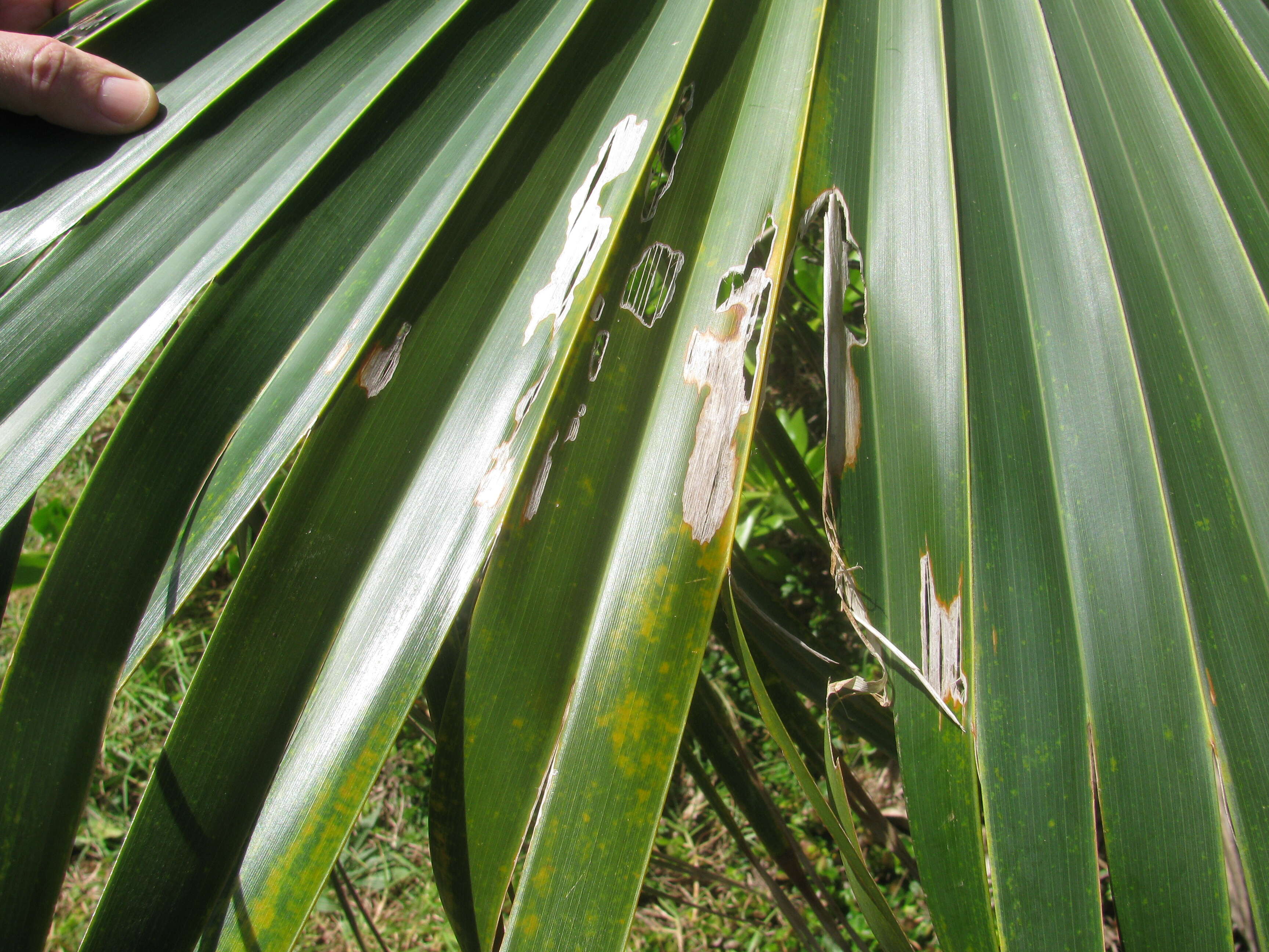 Pritchardia remota (Kuntze) Becc.的圖片